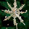 Krinkles - Snowflake Fairy Ornament Retired